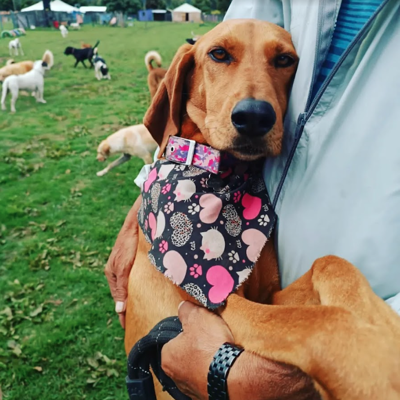 laguaurderia hotel y colegio canino campestre
