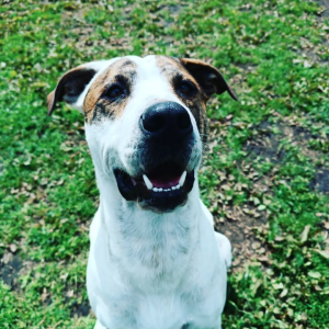 laguaurderia hotel y colegio canino campestre