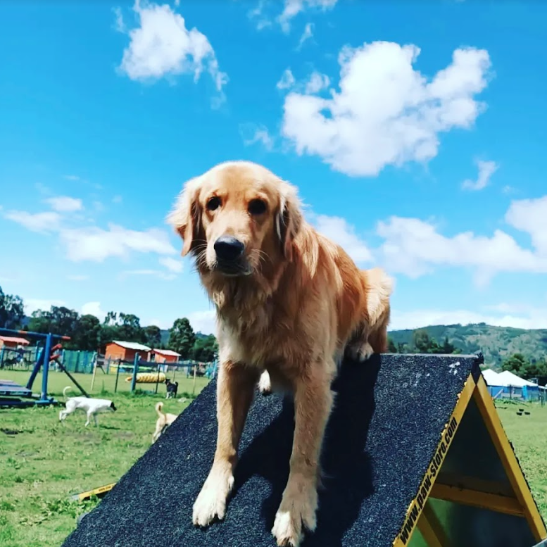 laguaurderia hotel y colegio canino campestre