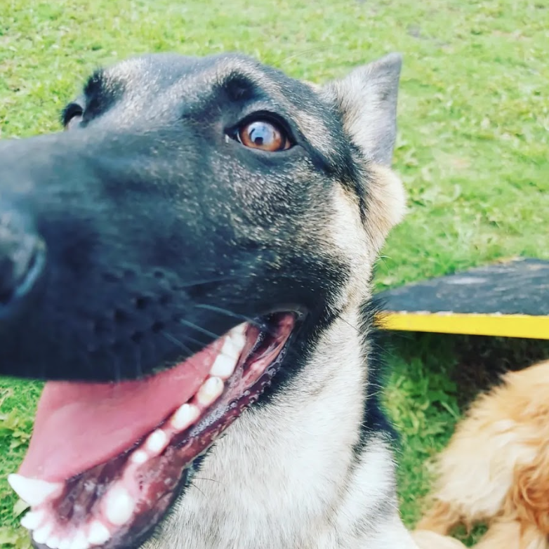 laguaurderia hotel y colegio canino campestre