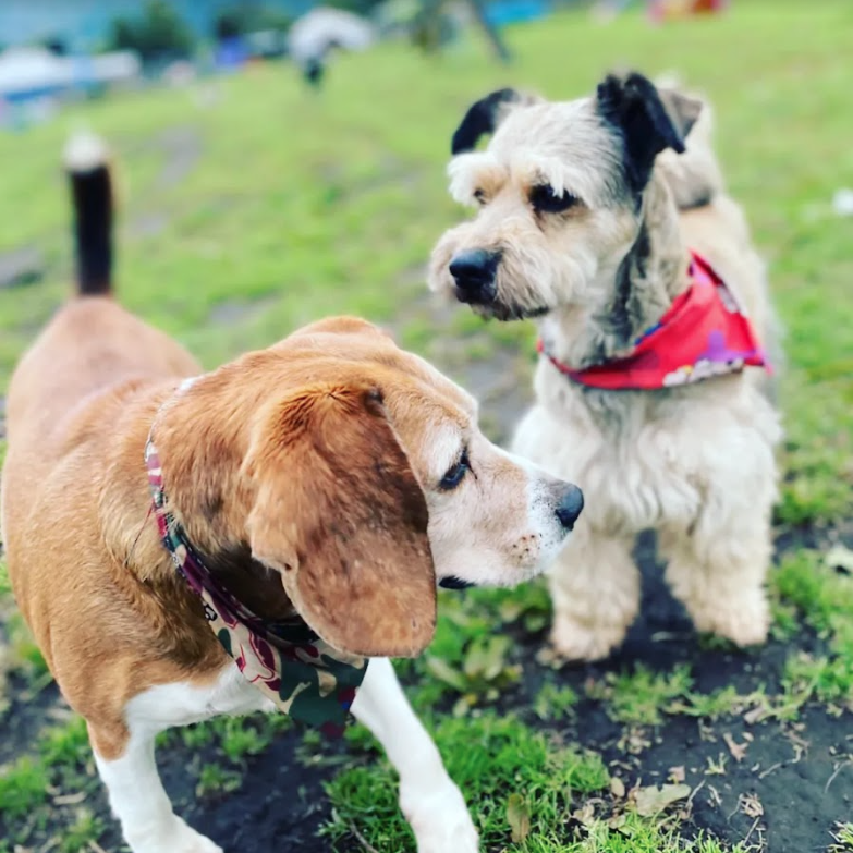 laguaurderia hotel y colegio canino campestre