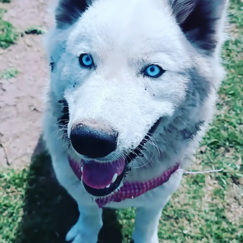 laguaurderia hotel y colegio canino campestre